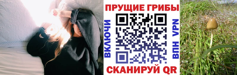 Псилоцибиновые грибы прущие грибы  это какой сайт  Спасск  как найти закладки 